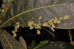 Holigarna arnottiana